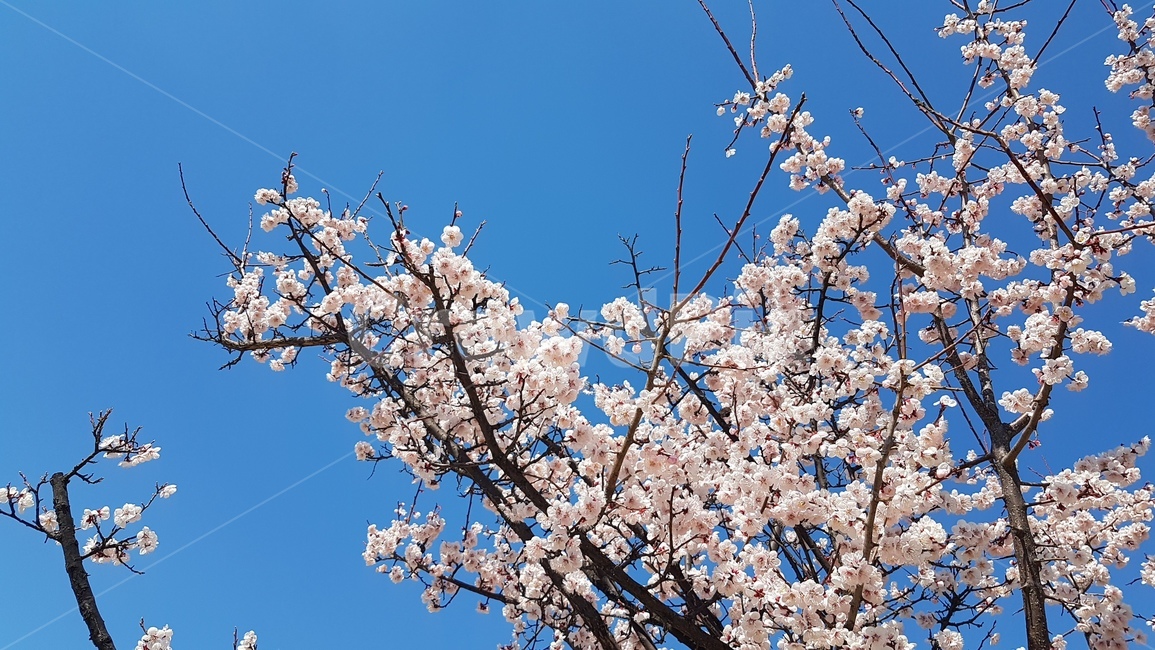 봄,벚꽃,봄꽃,나무,하늘,벚나무,파란,활짝핀,만개한,깨끗,맑은,꽃,spring,cherry,blosson,sakura,tree,sky,blue,bloom,flowering,flower,clear,full