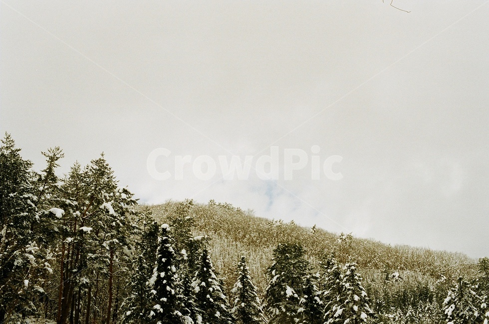겨울풍경,대관령,눈,tree,나무,snow,winter,filmcamera,filmphotography,필름사진,필름카메라