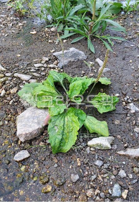 질경이,질경이과,질경이속,asiatica,soil,토양,leaf,잎,gravel,자갈,식물,plant