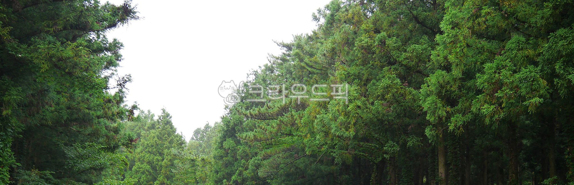 편백나무,삼나무,울창한,숲,빽빽한,소나무숲,숲길,숲속,숲속나무,자연림,tree,나무,fir,전나무,vegetation,초목,소나무,conifer,구과식물,nature,자연,outdoors,옥외