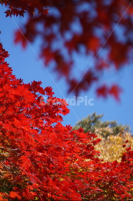 단풍,빨강,가을,풍경,하늘,plant,식물,leaf,잎,tree,나무,maple
