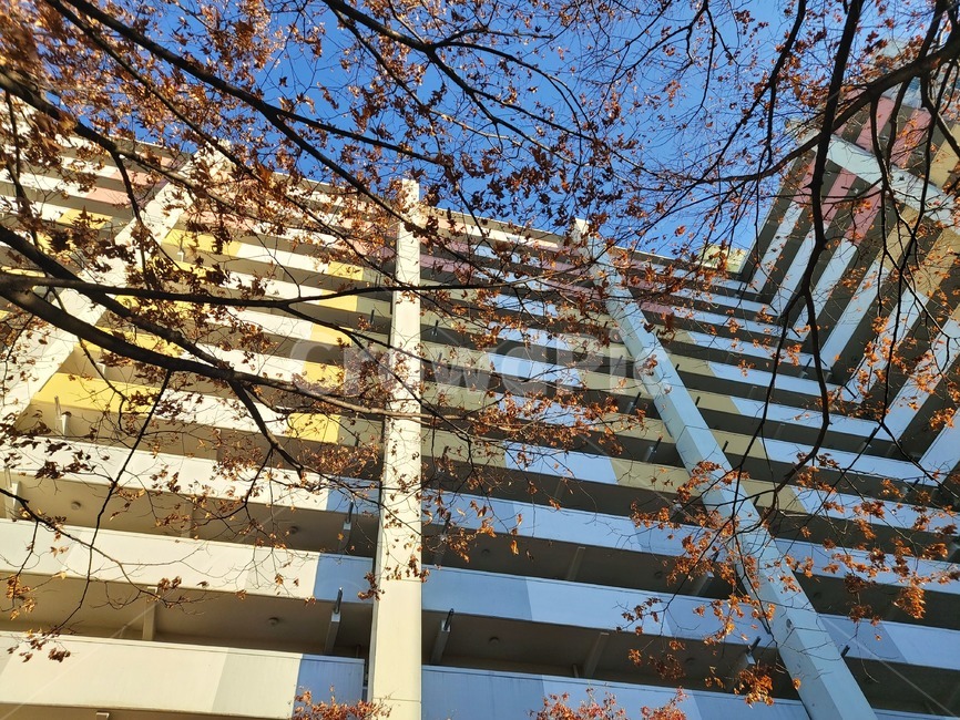 나무,나뭇잎,가을,autumn,nature,자연,풍경,tree,나뭇가지,식물,plant