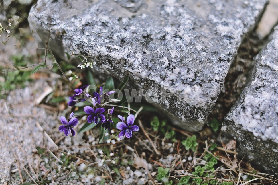 보라색꽃,들꽃,작은꽃,flower,purpleflower