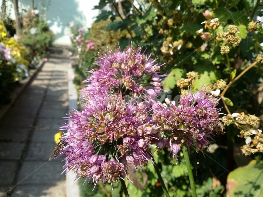 plant,식물,꽃,자연,flower,식물,자연,plants,nature,꽃,flower