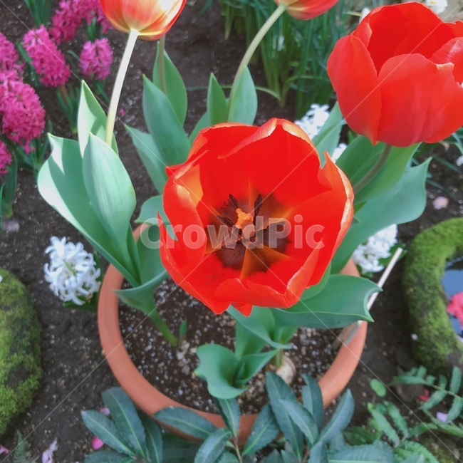 plant,식물,꽃,flower,튤립