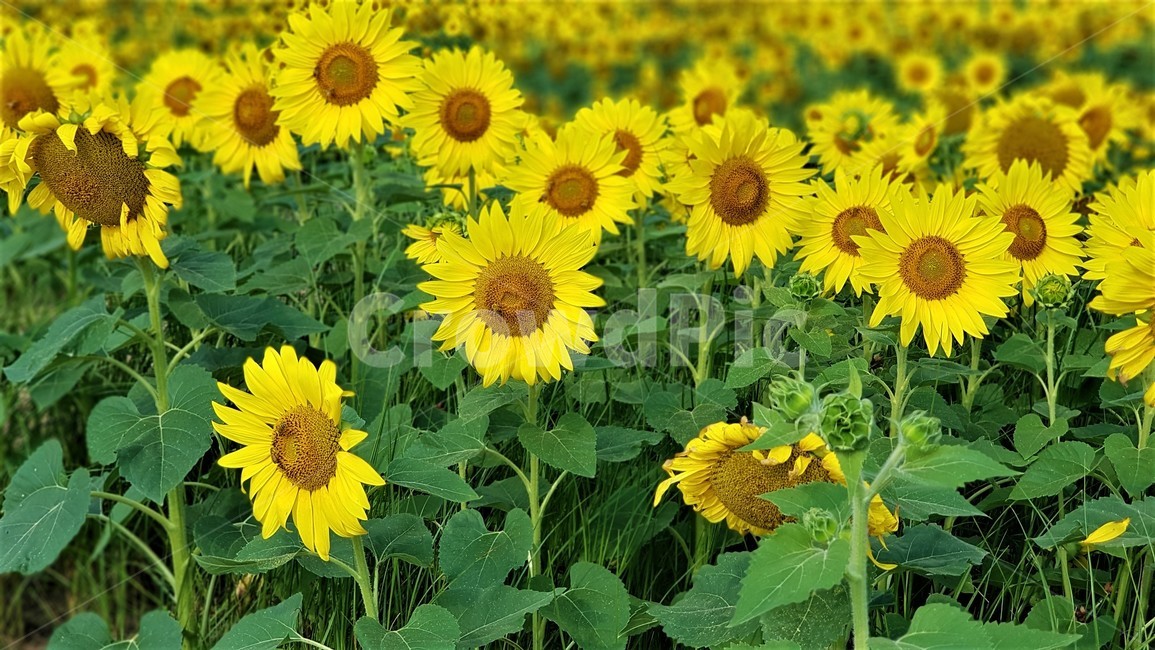 해바라기,꽃,식물,자연,아름다움,태양,sun,가을,여름,계절,plants,season,nature,summer,sunflower