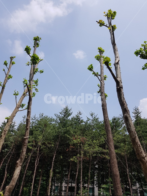 우장산,숲속,하늘,나들이,동네산,산책,나무,수풀,오후,구름,햇빛,식물,자연,plants,nature,나무,trees,wood