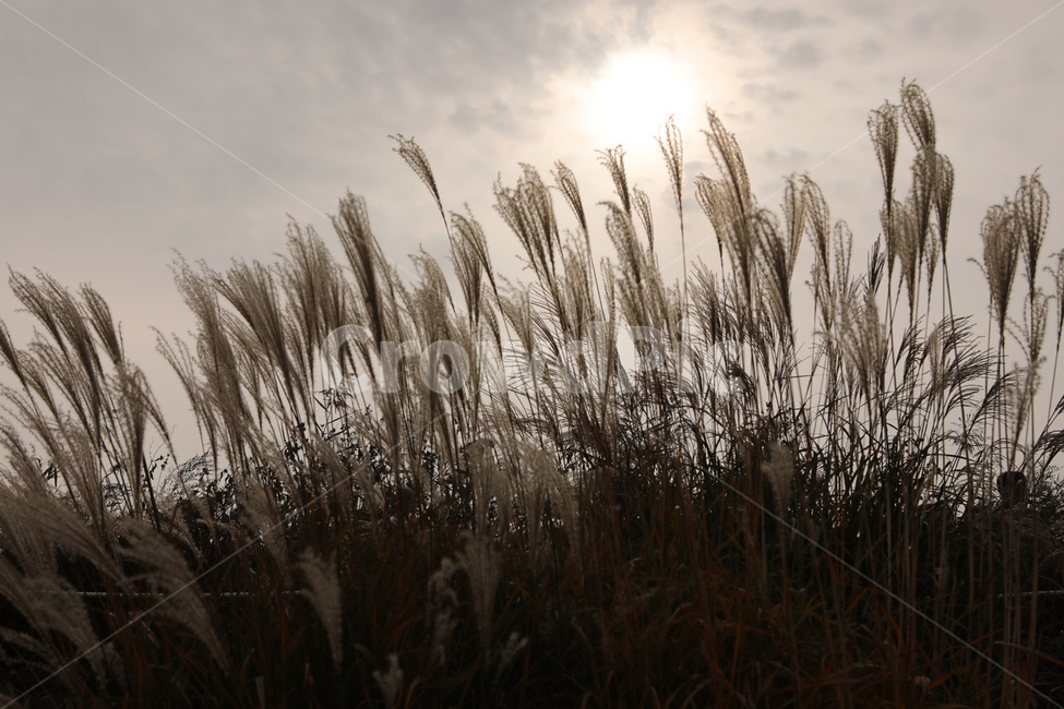 가을,갈대,하늘,태양,바람,가을,계절,fall,autumn,season,grass,잔디,plant,식물,lawn,reed