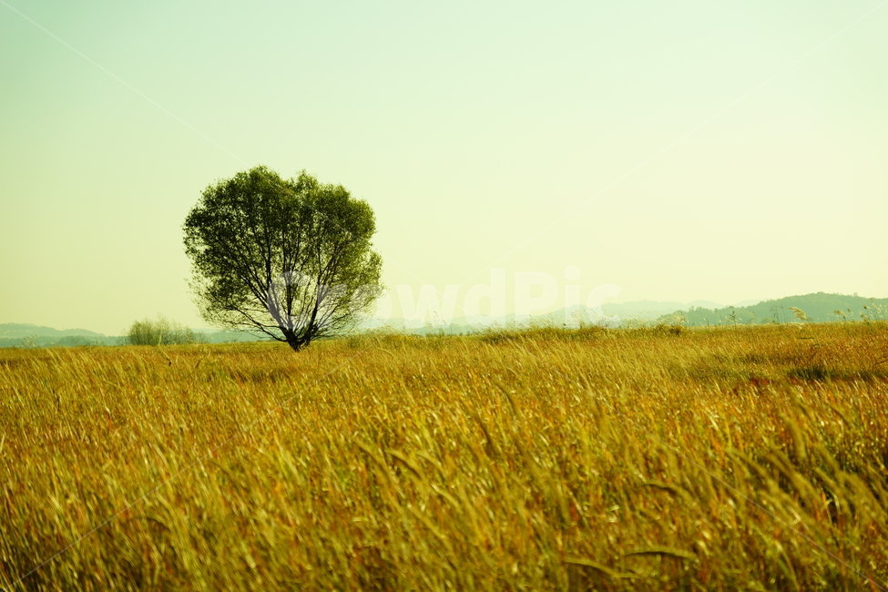 가을,갈대,나무,풍경,자연,노을,산,배경,가을,계절,fall,autumn,season,자연,풍경,nature,landscape,tree,plant,식물