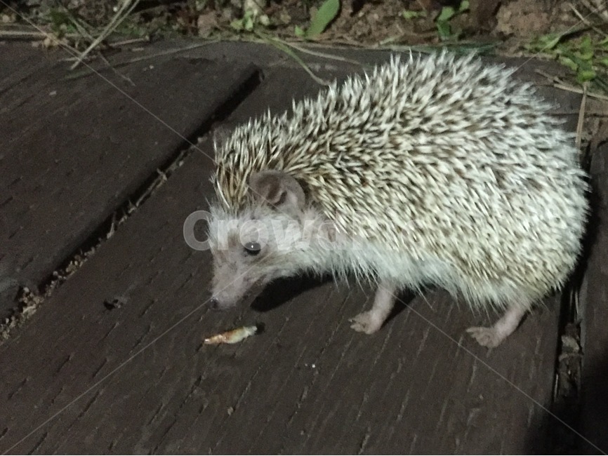 동물,고슴도치,hedgehog,포유류,숲,아기고슴도치,귀여운,귀여운동물,동물,animal,포유류,mammal