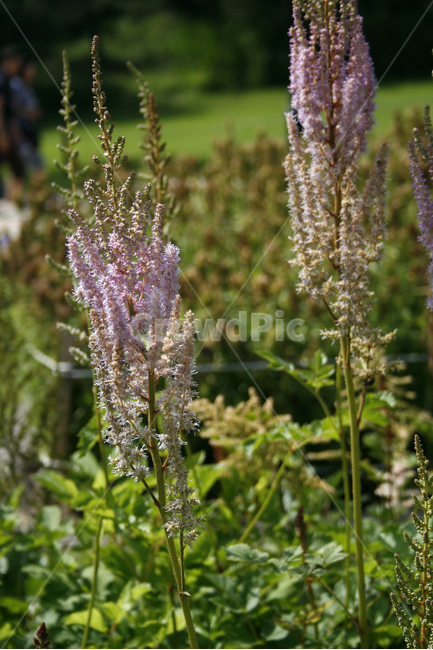 노루오줌,식물,flower,plants,nature,꽃,꽃봉오리,꽃밭,식물,자연,plants,nature,꽃,flower