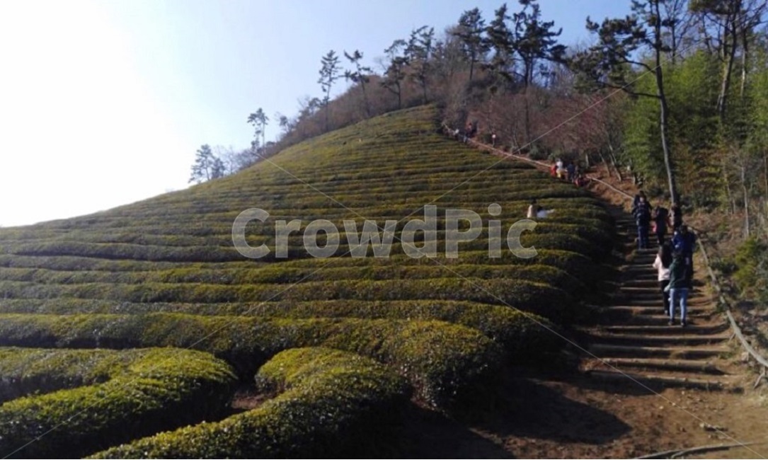 보성,녹차,녹차밭,농사,식물,등산,climbing,등반,greentea,greenteafarm,terracedfarm,green,farm,나무,tree,plants,Bosung,계단식,sunny,자연,풍경,nature,landscape,한국자연풍경,한국자연경관,korea nature landscape,산업,industry,industrial,농업,농사,agriculture,farming,farming industry,outdoors,옥외,human,인간,person,사람,field,들