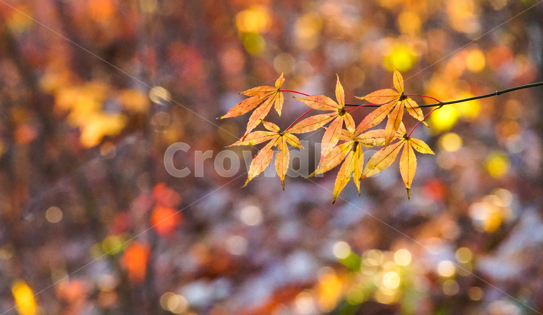 가을,단풍,계절,나무,자연,식물,가을,계절,fall,autumn,season,식물,자연,plants,nature,leaf,잎,plant,tree