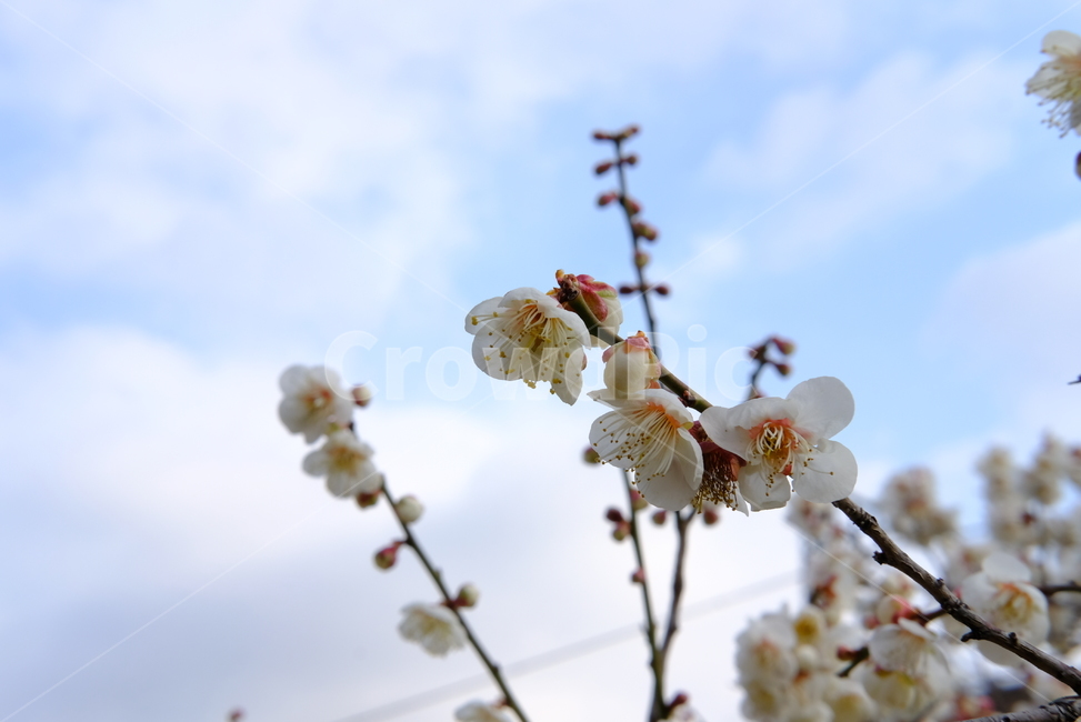 봄,봄꽃,꽃,매화,나들이,배경,배경화면,flower,flowers,spring,봄,계절,spring,season,plant,식물