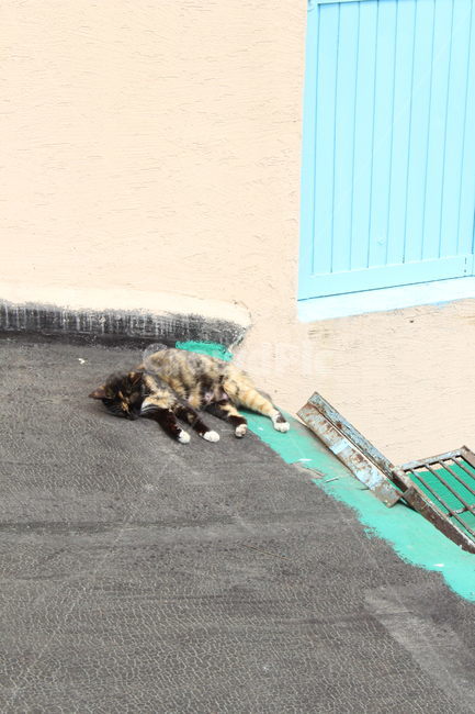 고양이,지붕,부산,감천마을,cat
