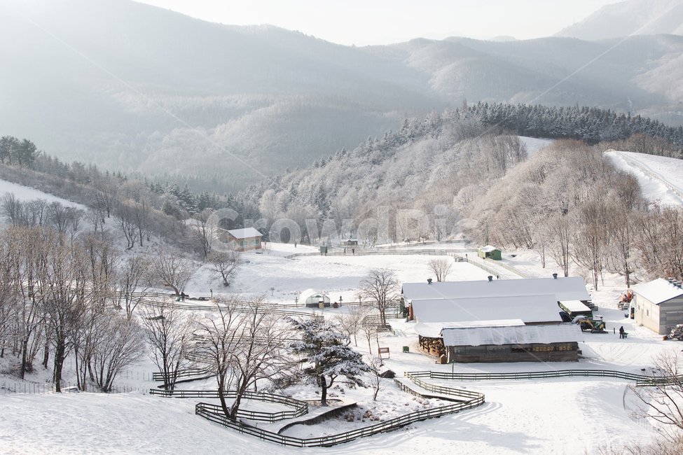 강원도,설경,양떼목장,폭설,자연,나무,식물,겨울,풍경,눈,nature,tree,outdoors,winter,snow,평창,산,풍경배경,배경,겨울배경