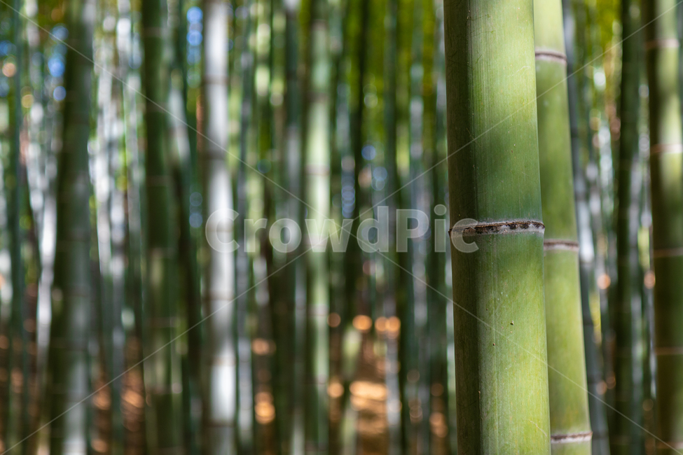 대나무,숲,대나무숲,대숲,돌탑,자연,풍경,nature,landscape,plant,식물,bamboo