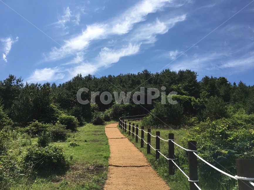 제주도,하늘,청량,맑음,구름,제주도풍경,여름,오름,나무,숲,산책,길,자연,제주도,jeju,jeju island