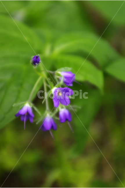 식물,자연,꽃,flower,color,식물,자연,plants,nature,꽃,flower