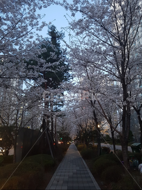 영표,벚꽃,길,분위기,느낌,plant,식물