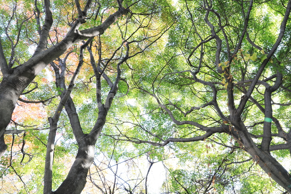 숲,공원,단풍,풍경,가을,가을,계절,fall,autumn,season,식물,자연,plants,nature,나무,trees,wood,tree,plant,tree trunk,나무 줄기