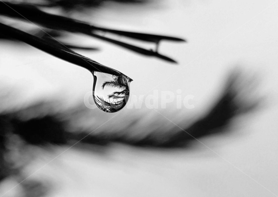 작은물방울,분위기,배경,꽃,비,흑백,모노톤,monochrome,black and white