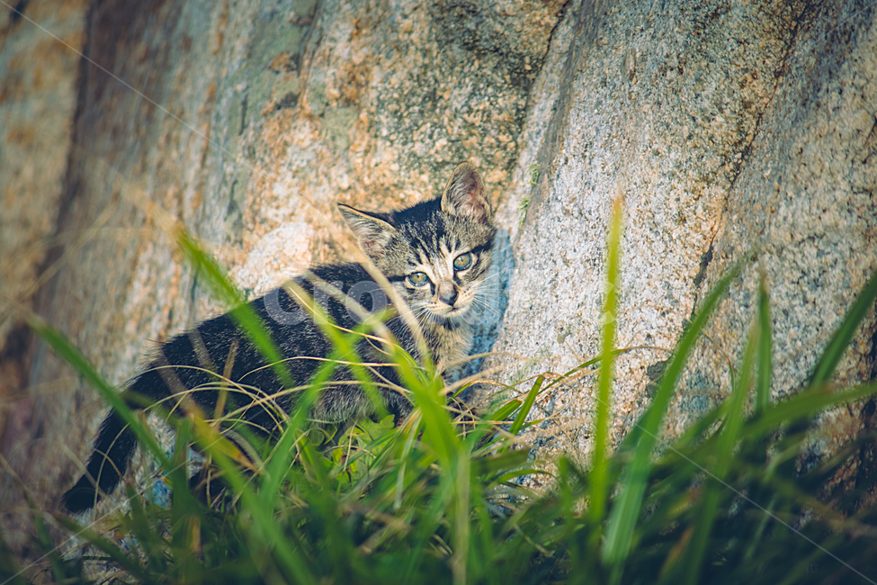 고양이,새끼고양이,길고양이,바닷가,산책,귀여운,cat,kitten,kitty,mother,mom,baby,동물,animal,포유류,mammal,고양이,cat,kitten,kitty