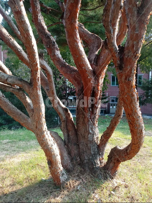 소나무,적송,솔잎,식물,plant,tree,나무줄기,나무,trees,wood