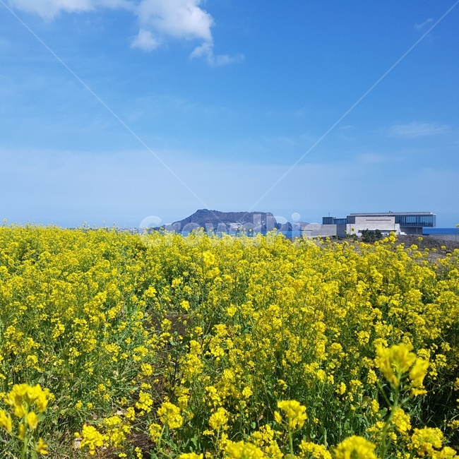 제주도,섭지코지,성산일출봉,유채꽃,자연,봄,계절,spring,season,자연,풍경,nature,landscape,한국자연풍경,한국자연경관,korea nature landscape,제주도,jeju,jeju island,grassland,목초지,outdoors,옥외,field,들,rural,농촌,farm,농장