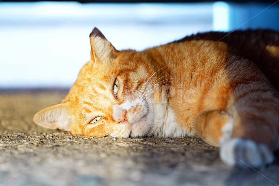 고양이,길냥이,치즈냥,노랭이,나른함,귀찮음,따분함,심심함,지루함,무료함,휴식,길고양이,야옹이,냐옹이,유기묘,반려묘,애완동물,반려동물,야생동물,떠돌이,캣,펫,동물,animal,포유류,mammal,고양이,cat,kitten,kitty