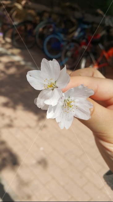 봄,데이트,벚꽃,잡다,손,길거리,낮,꽃송이,spring,date,cherry,grab,hand,street,day,blossom,꽃,flower