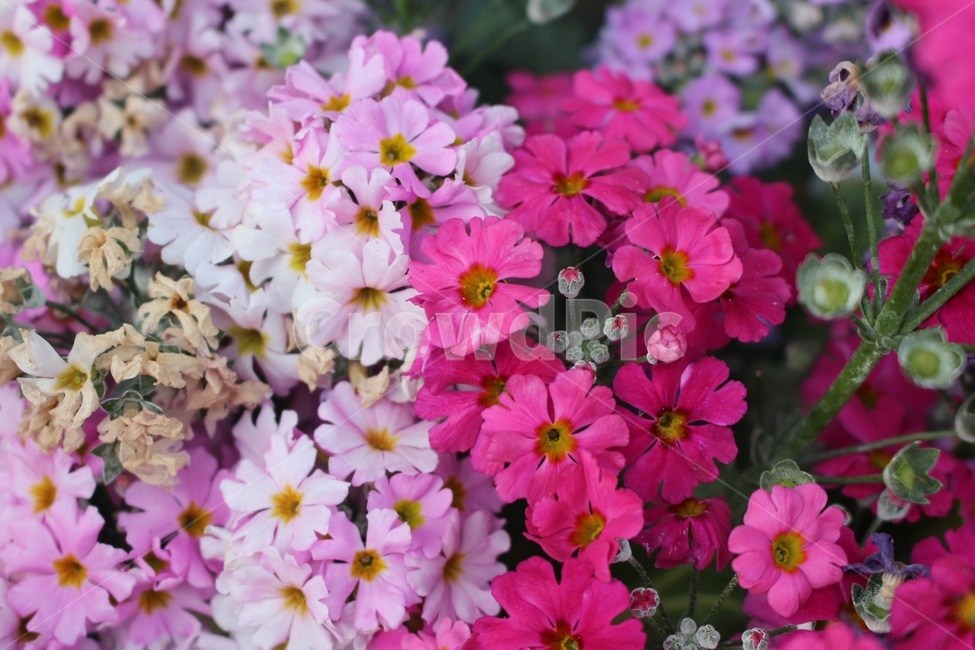꽃,식물,버베나,봄,flower,verbena,spring