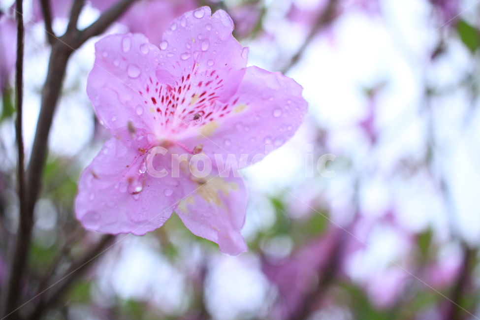 봄,비,봄비,철쭉,사라의기쁨,봄,계절,spring,season,식물,자연,plants,nature,꽃,flower,plant,blossom,cherry blossom,벚꽃,geranium,제라늄