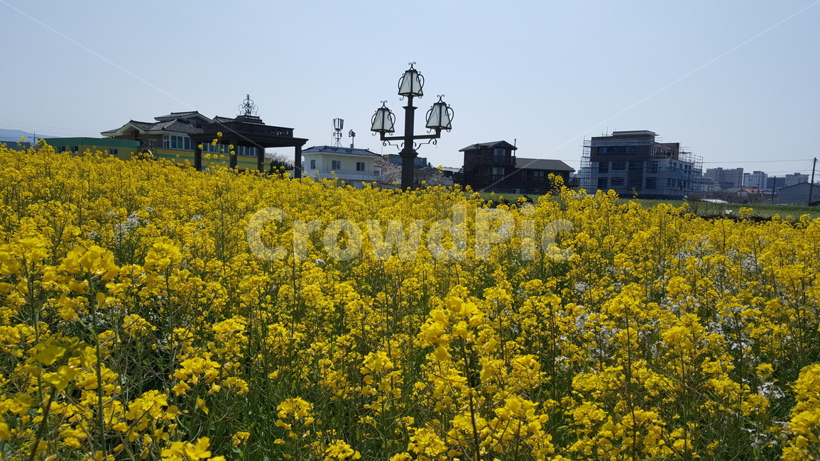 유채꽃,outdoors,옥외,nature,자연,farm,식물,plant
