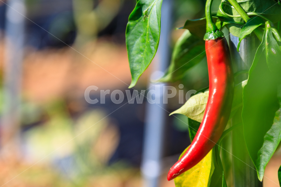 고추,매운고추,신선한,식물,건강한,야채,농업,식물,자연,plants,nature,채소,야채,vegetables,산업,industry,industrial,농업,농사,agriculture,farming,farming industry