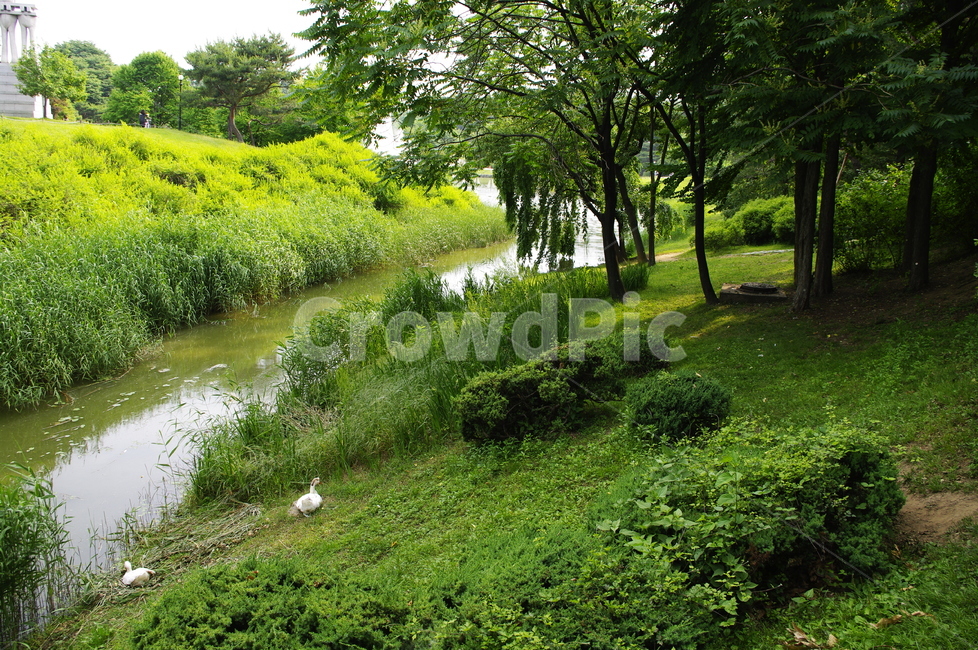 오리,강,풍경,초록,잎,나무,식물,plant,자연,nature