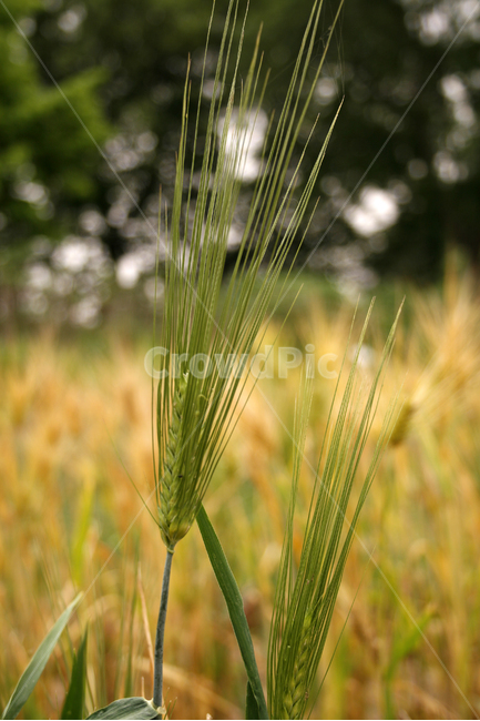 보리,식물,plants,nature,보리밭,식물,자연,plants,nature,곡류,곡식,cereals