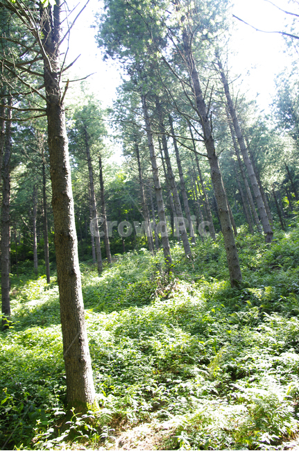숲,식물,자연,초목,나무,tree,plant