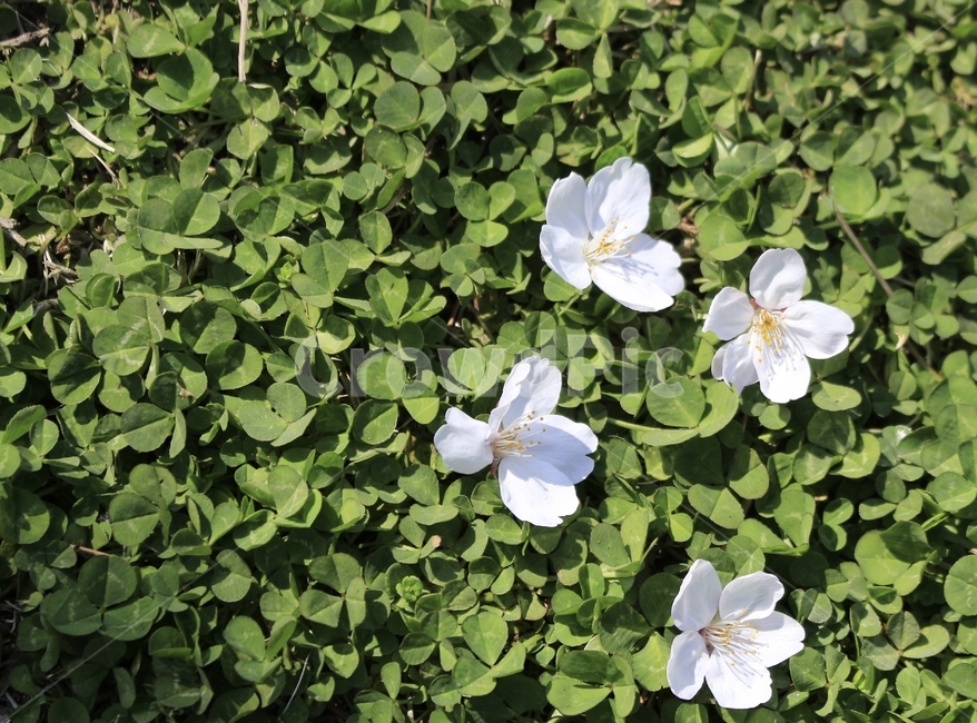 떨어진벚꽃,토끼풀,blossom,꽃,식물,flower