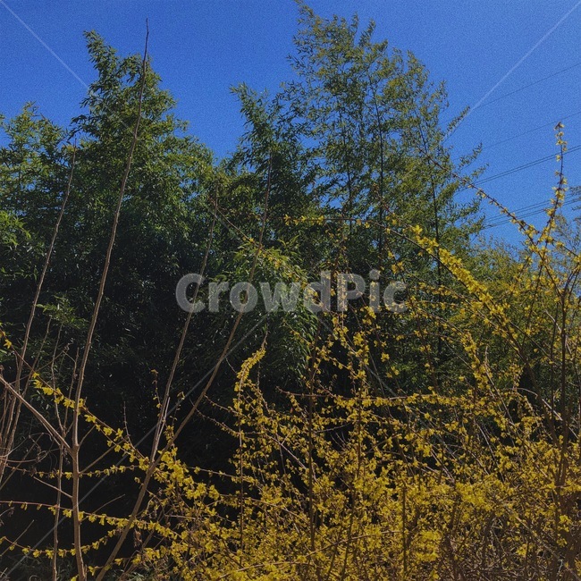 개나리,나무,꽃,tree,forsythia