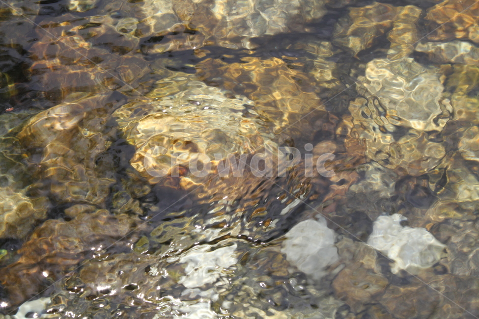 물,맑은,깨끗한,추상,water,자연,풍경,nature,landscape,fish,물고기,animal,동물,coho,코호,aquatic,물의