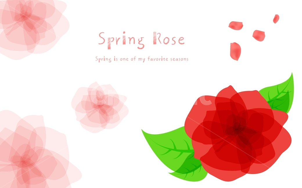 장미,붉은장미,꽃,꽃잎,봄,플랫디자인,일러스트,봄,계절,spring,season,그래픽,일러스트레이션,graphic,illustration