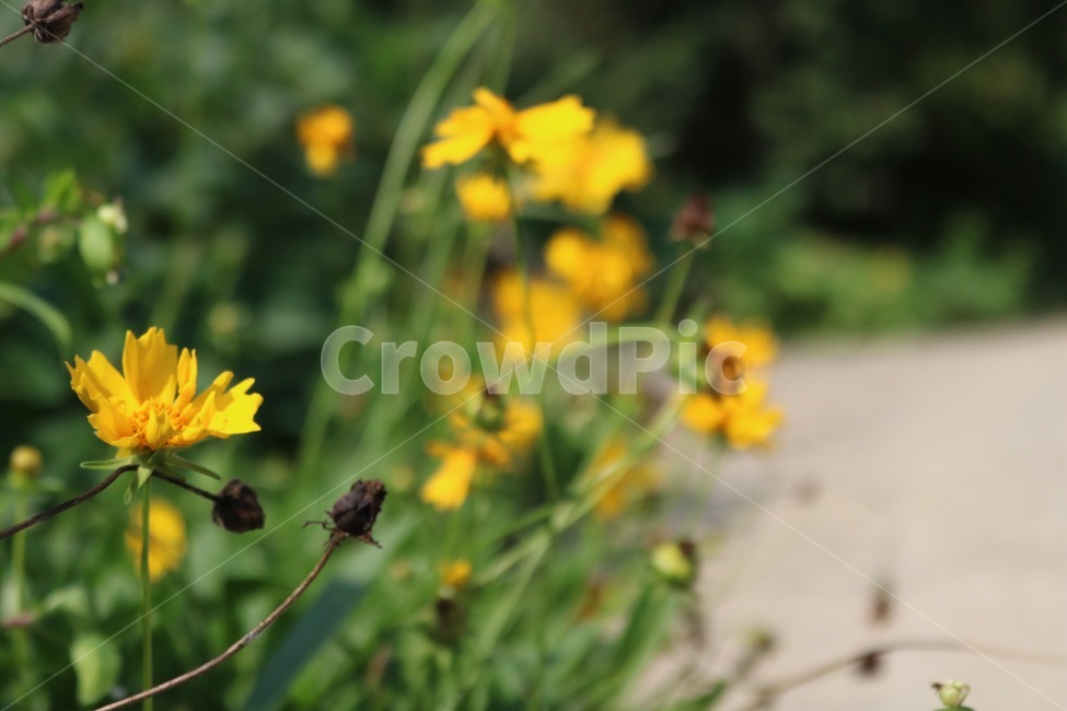 꽃,노랑,초록,자연,길,식물,flower,hana,yellow,kiiro,green,midori,nature,road,michi,plants,shokubutsu,식물,자연,plants,nature,꽃,flower