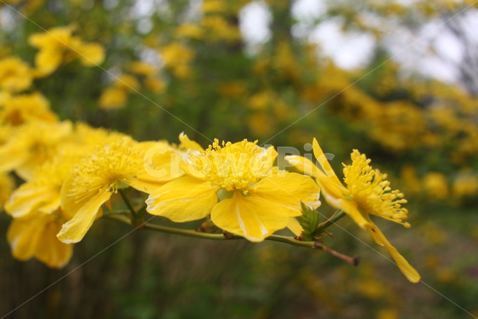 plant,식물,꽃,flower,yellow,식물,자연,plants,nature,꽃,flower