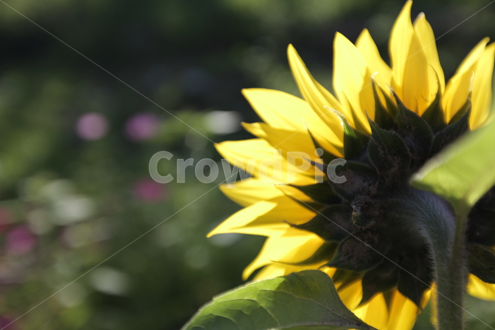 해바라기,꽃,자연,식물,여름,sunflower,flower,nature,summer,감성,감성사진,이미지,image,식물,자연,plants,nature,꽃,flower