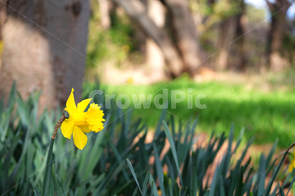 natural,yellowflower,spring flowers,spring,beautiful,blooming,wildflowers,plant,greenleavesbackground,season,garden,wild flowers,flower background,colorful