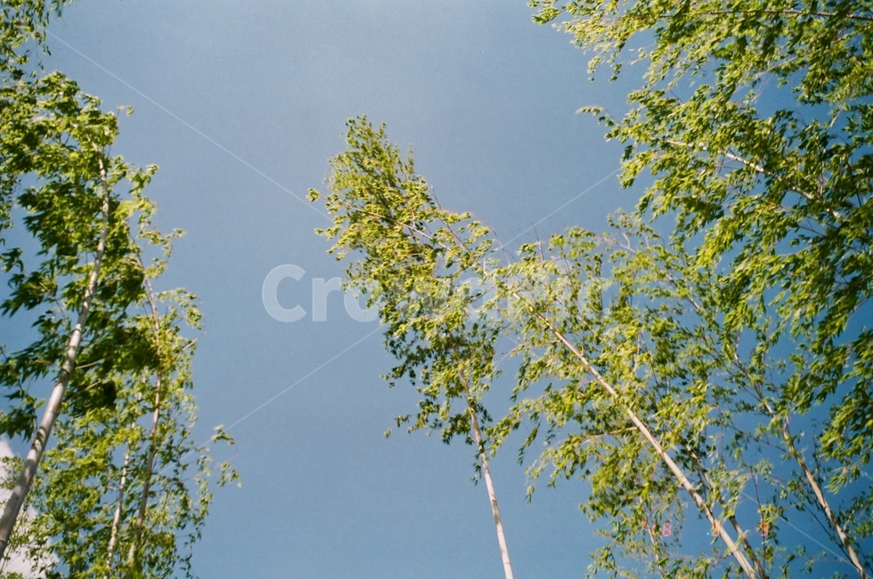 대나무,숲,하늘,여유,대나무숲,bamboo,forest,바람,자연,산책,휴식