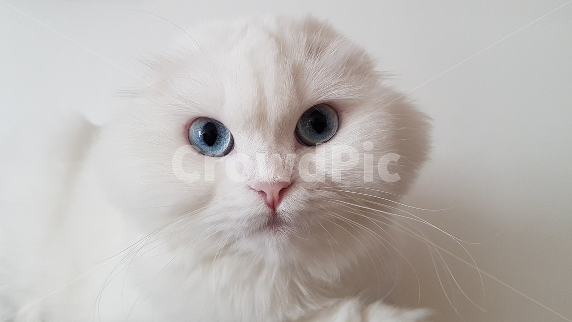 고양이,스코티쉬폴드,귀여운,cat,동물,동물,animal,포유류,mammal,고양이,cat,kitten,kitty