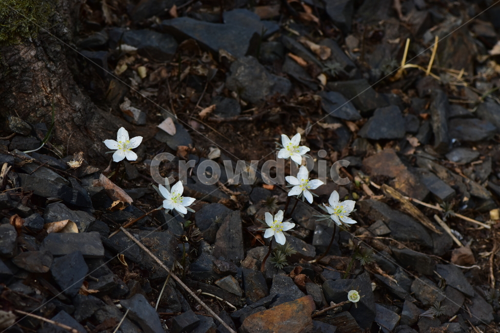 변산바람꽃,야생화,봄,꽃,흰색,자연,식물,식생,봄의전령사,풀꽃,미나리아재비과,plants,nature,spring,season,flower,식물,자연,plants,nature,꽃,flower