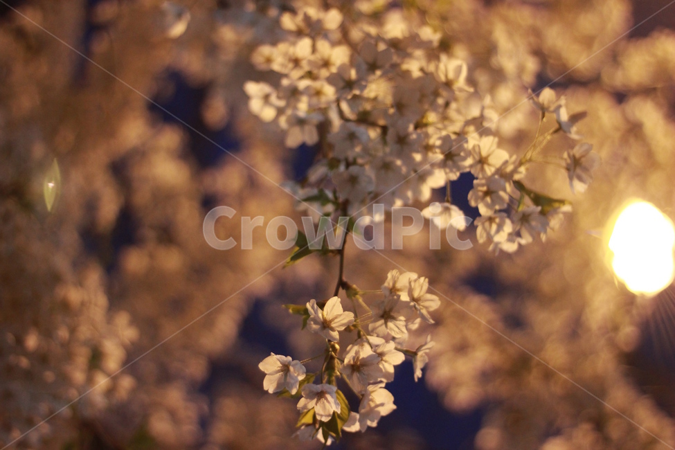 봄,벚꽃,가로등,밤하늘,꽃,봄,계절,spring,season,야경,밤,풍경,nightscape,night,landscape,plant,식물,blossom,flower